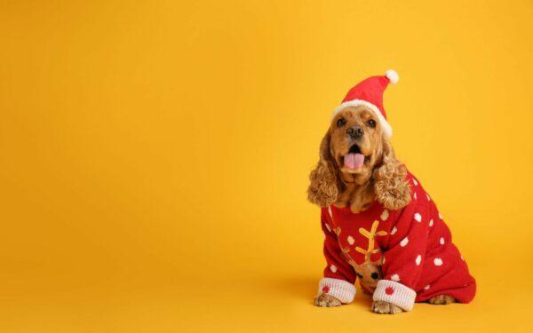 Header Weihnachtspullover Hund Header